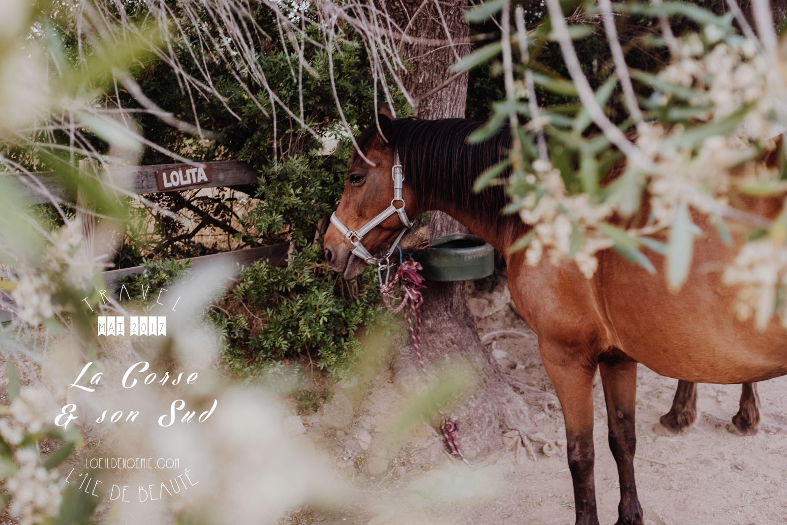 Photos & bonnes adresses Corse du Sud © L'oeil de Noémie #LDN